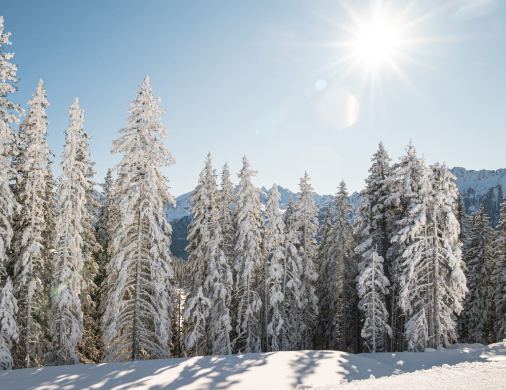 Verschneiter Winterwald mit Blick auf die Bergwelt in Ramsau am Dachstein (c) Marlene Eggmayr